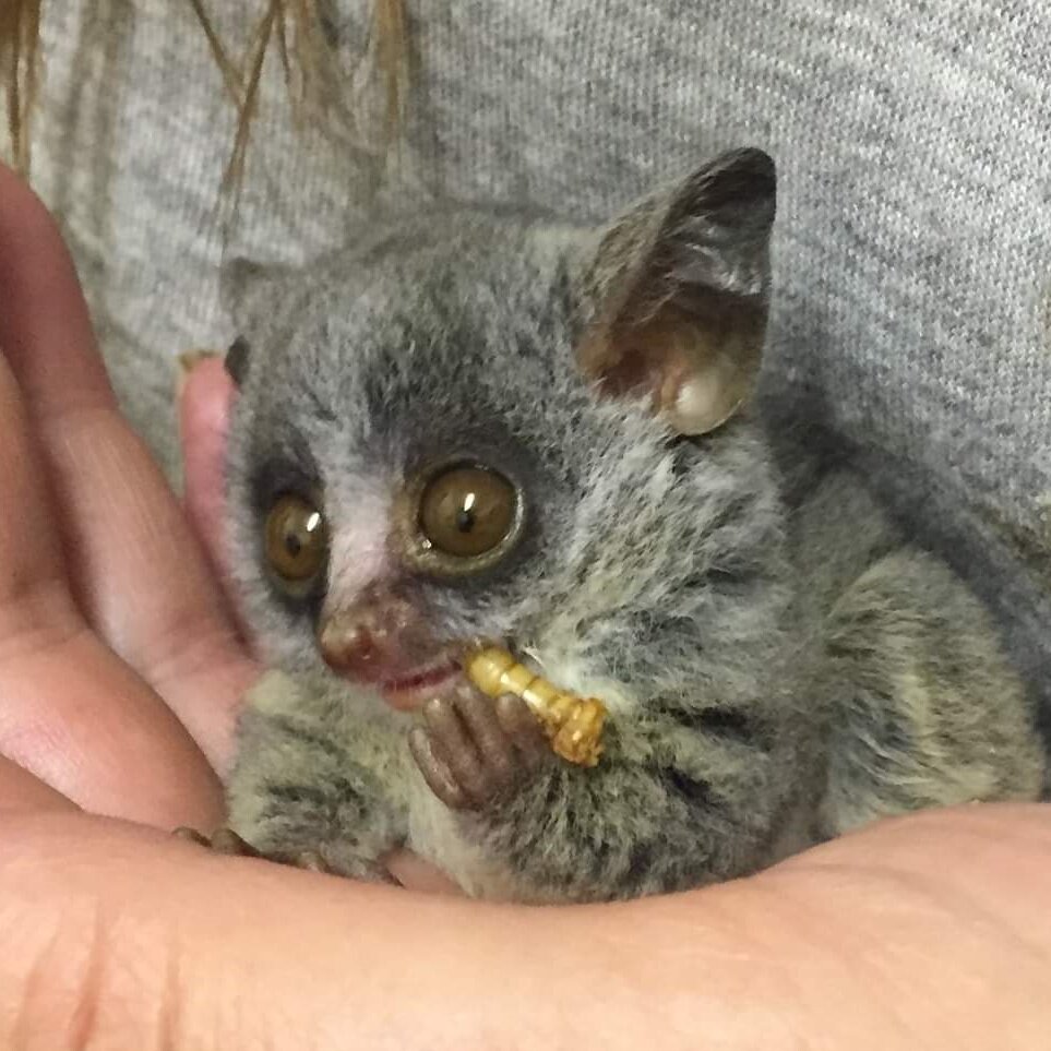 Help Feed Sick and Injured Wildlife