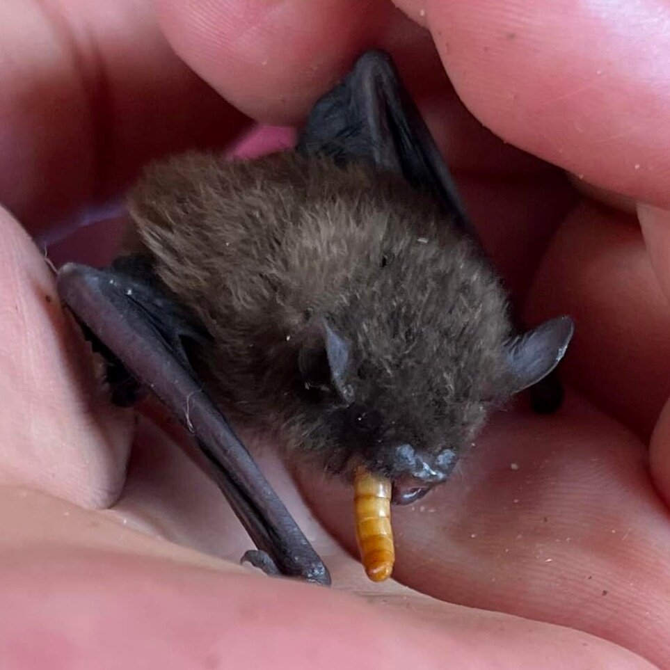 Help Feed Sick and Injured Wildlife