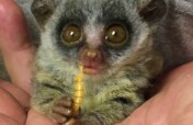 Help Feed Sick and Injured Wildlife