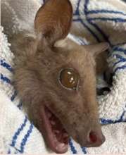 Jo the Epauletted Fruit Bat