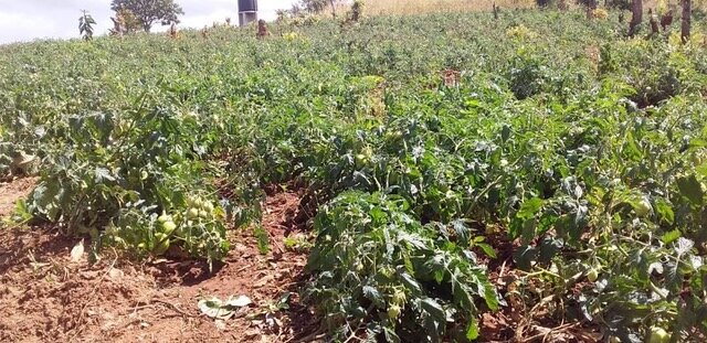 School Garden for Children's Meals