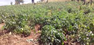 School Garden for Children's Meals