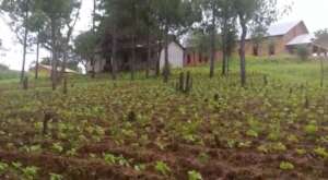 Garden outside Ndirima Litembo pre-school