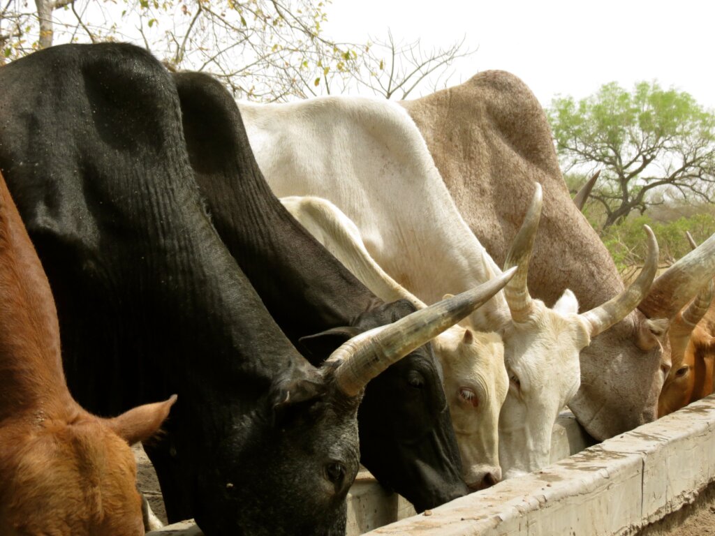 Many Villages in South Sudan are Pastoral