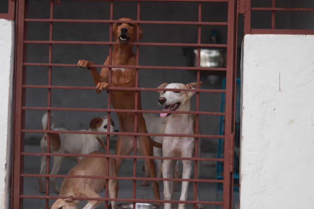 Reports on Hyderabad, India's first Animal blood bank - GlobalGiving