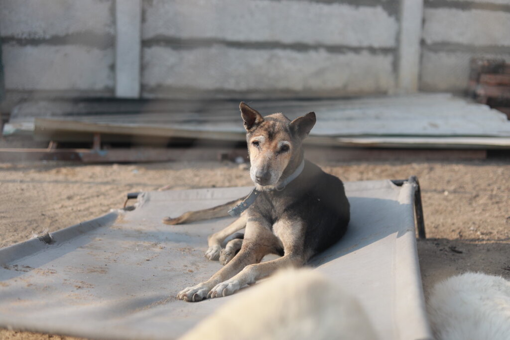 Hyderabad, India's first Animal blood bank