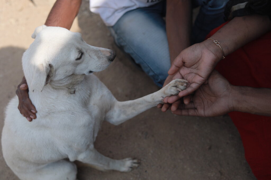 Hyderabad, India's first Animal blood bank