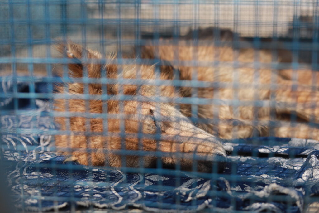 Hyderabad, India's first Animal blood bank