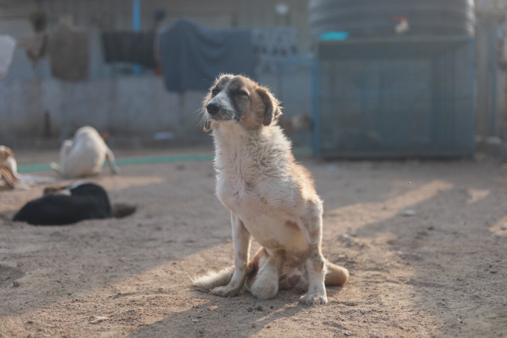 Hyderabad, India's first Animal blood bank