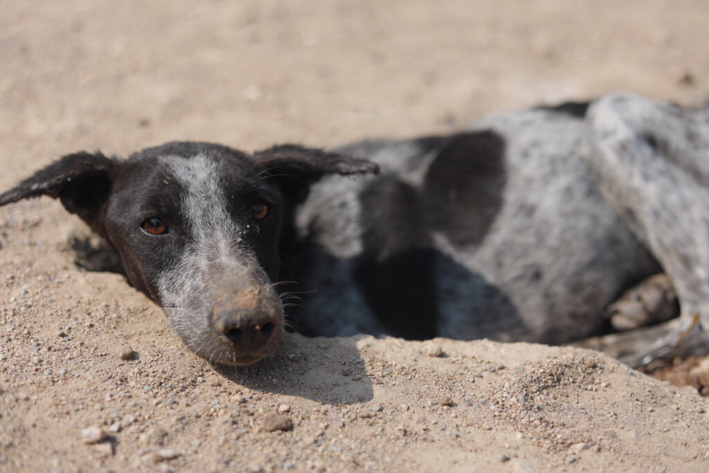 Hyderabad, India's first Animal blood bank