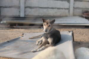 An old dog in sanctuary