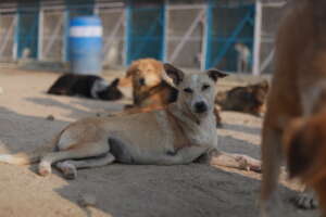 A cancer amputee in shelter