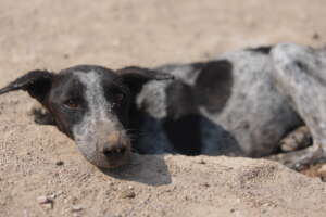 A permanent resident sunbathing