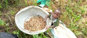 New harvest of peanuts