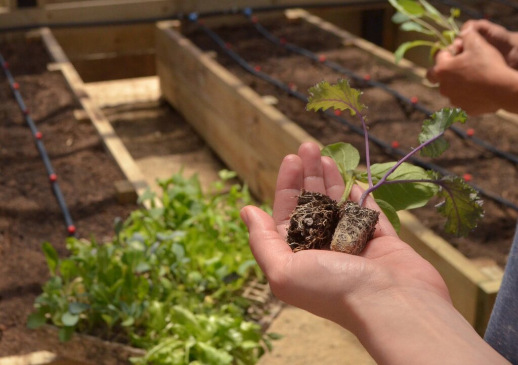Education for growing food and environment care
