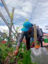 Harvesting radish for the salad