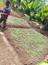 Growing cabbage