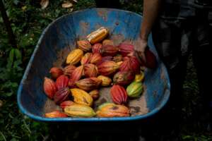 Diverse cacao production at Camino Verde Baltimori