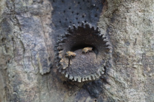 Unique entrances to bee nests; by Elizabeth Benson