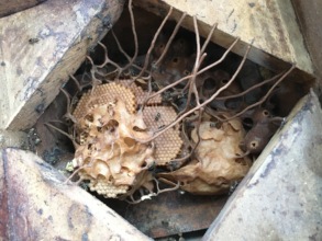 Nannotrigona sp nest