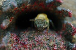 Melipona eburnea bee protecting the hive entrance