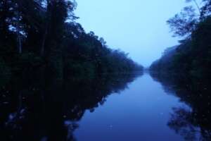 Black water flood forest, Pacaya Samiria Reserve