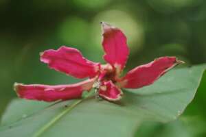 The flowers of the lupuna tree, Ceiba pentandra