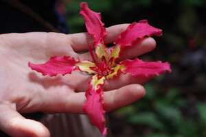 A flower of Ceiba pentandra, the lupuna at CV