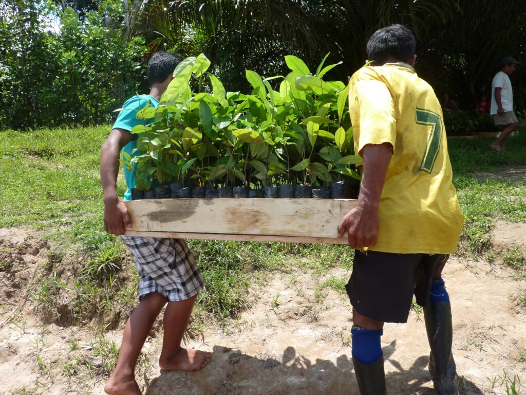 Regenerate the Amazon!