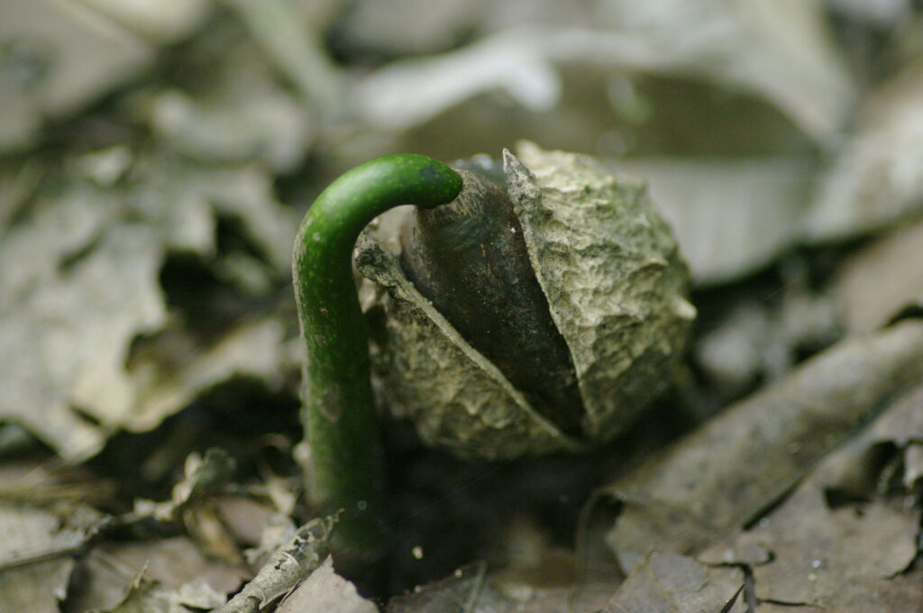 Regenerate the Amazon!