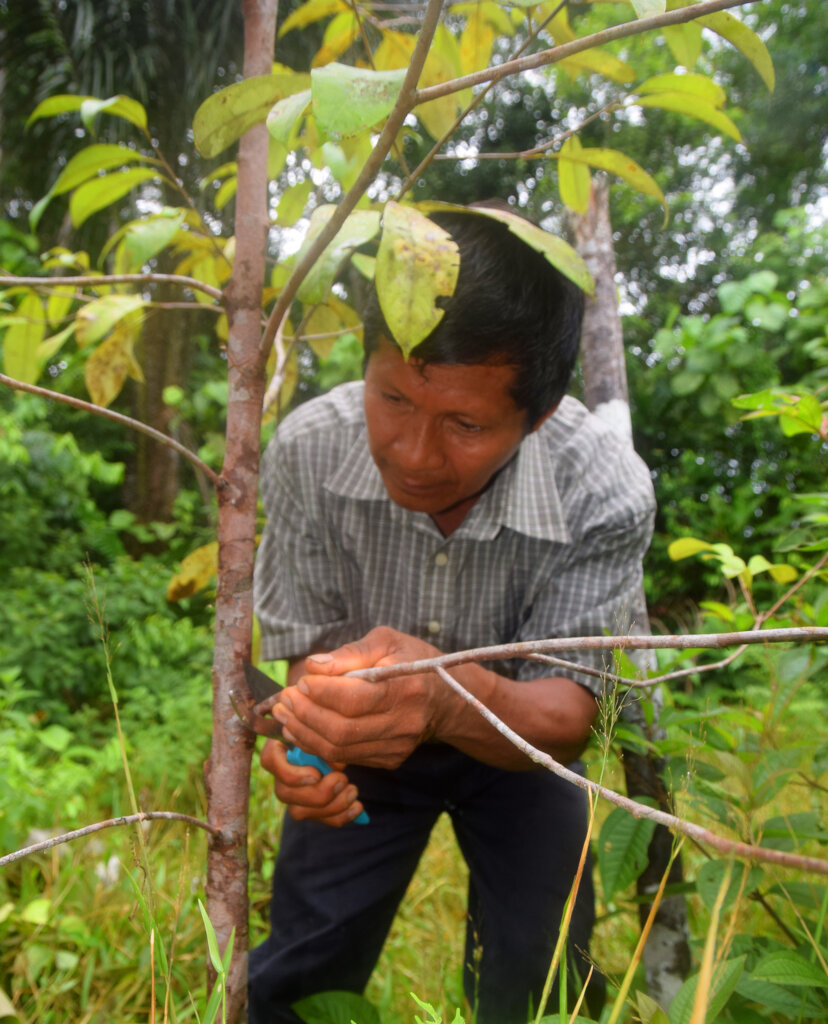 Regenerate the Amazon!