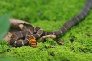 One of the many inhabitants of CV Baltimori