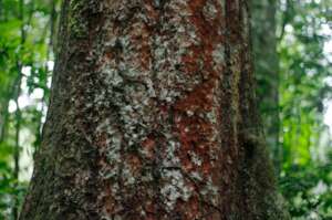 Shihuahuaco, one of Tambopata's amazing trees