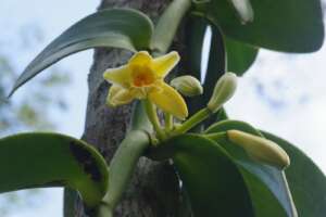 Native Amazonian vanilla, Vanilla pompona