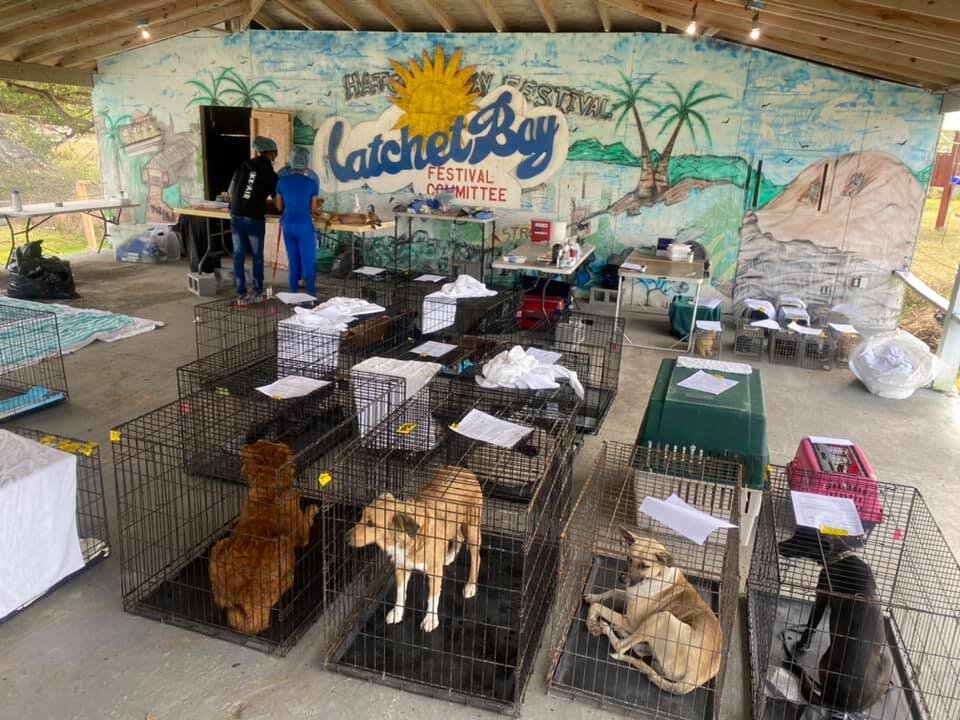 Spay and Neuter 10,000 Dogs & Cats In The Bahamas