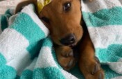 Spay and Neuter 10,000 Dogs & Cats In The Bahamas