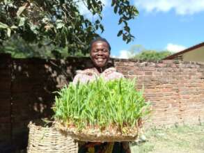 sprouted maize, a cheap fodder for livestock