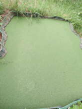 Azolla algae contains 25-35% protein