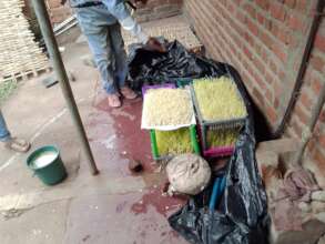 growth of maize shoots in a series of trays