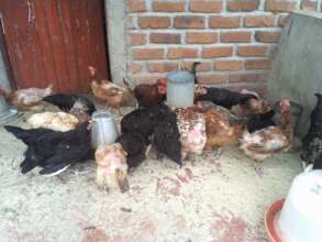 chicken feed/ing