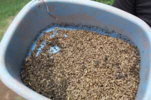 soldier fly maggots