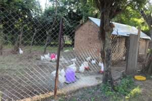 Chickens at Tiko