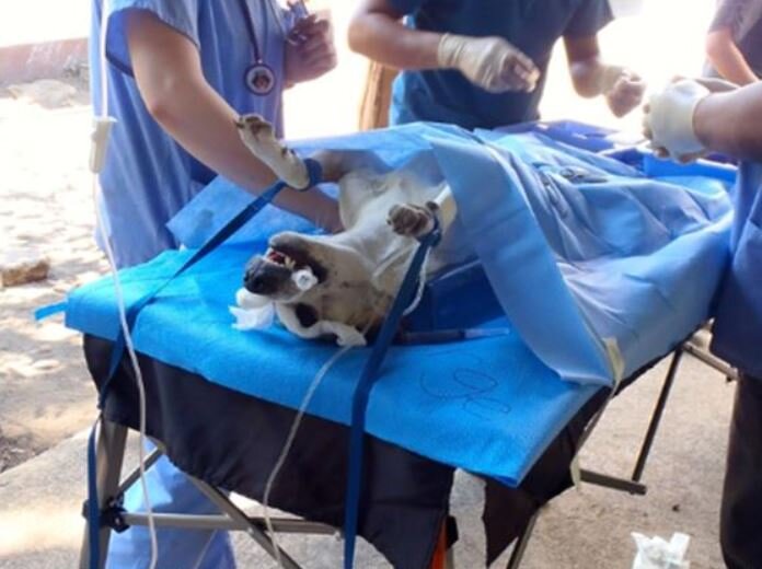 Support Crucial Veterinary Services in Nicaragua