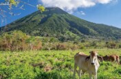 Support Crucial Veterinary Services in Nicaragua