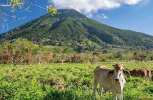 Support Crucial Veterinary Services in Nicaragua