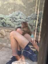 Baby Baboons needs love two