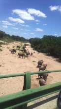 Some amazing Kruger sightings! Elephants galore