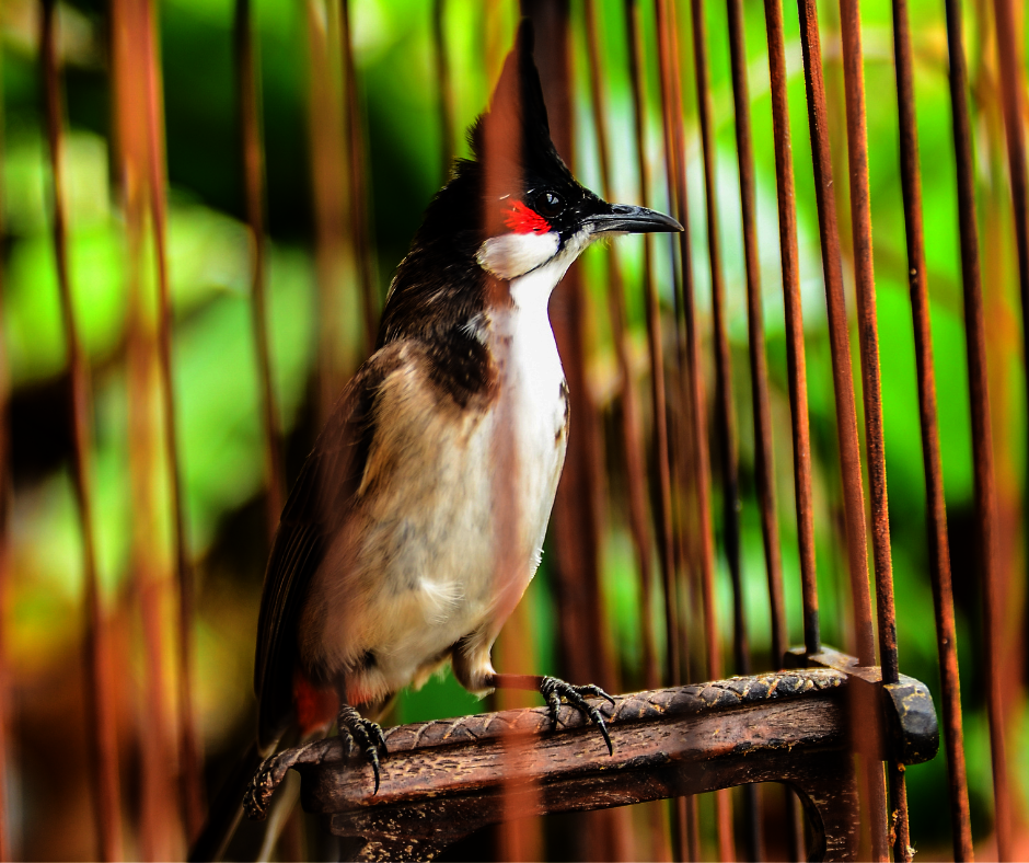 Red-whiskered Bulbul