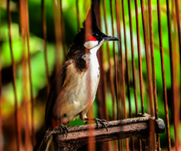 Red-whiskered Bulbul