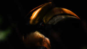 Great Hornbill in a zoo exhibit